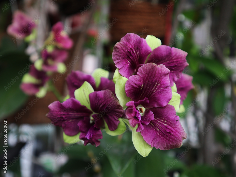 Obraz premium Dendrobium Noporn Green is a type of Dendrobium orchid known for its light green to white flowers with purple petals.