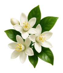 Orange blossom flowers with leaves.