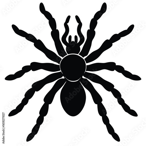 spaider vecror animal