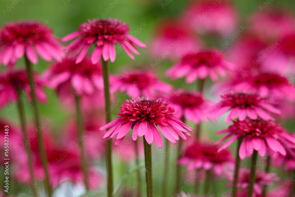 Obraz premium 風に揺れるエキナセア