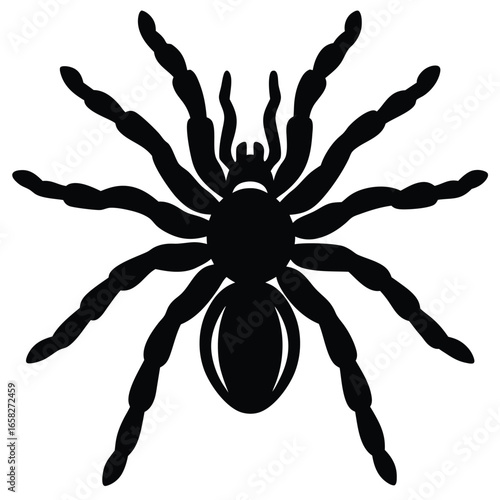 spaider vecror animal
