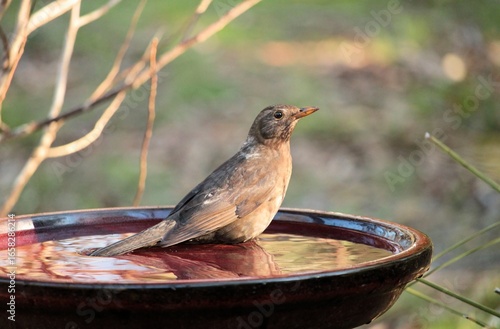 Female Common Blackbird (Turdus merula) drinking at birdbath, South Australia