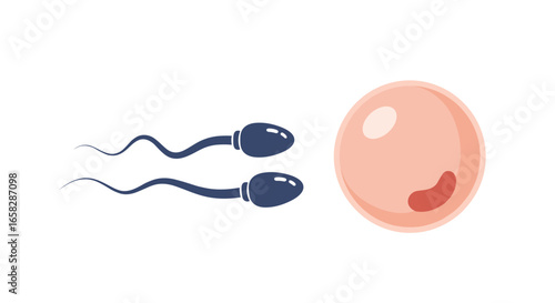 Illustration of sperm cells approaching an egg cell during fertilization a fundamental biological process