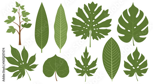 Collection of various green tropical plant leaves and tree branches for design purposes