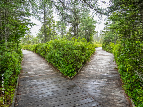 Y in boardwalk trail at the start of the Eagle Hill Bog trail in Roosevelt Campobello International Park on Campobello Island in New Brunswick Canada