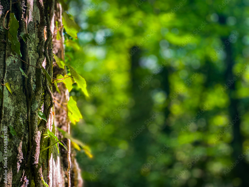 Fototapeta premium Verdant ivy ascending weathered tree bark, highlighting textural details against soft-focused woodland background in Abruzzo mountain village