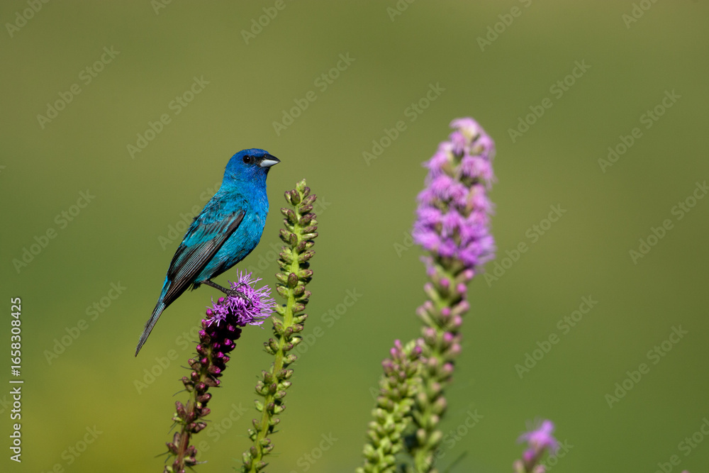Obraz premium Indigo Bunting adult male taken in southern MN in the wild
