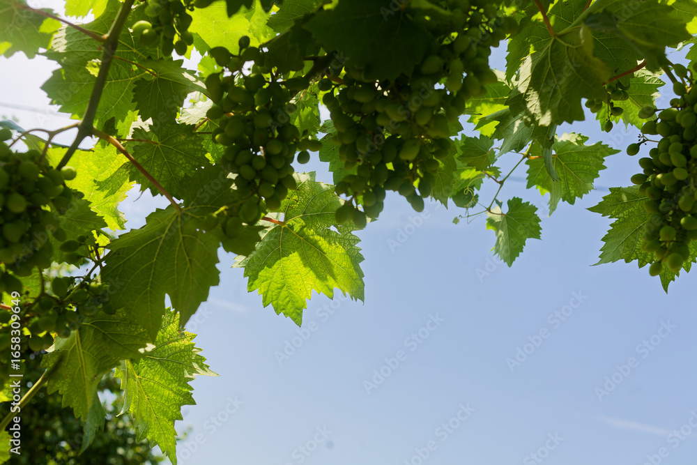 Grapes Hanging on Vineyard Vine Under Blue Sky Grapes Hanging on Vineyard Vine Under Blue Sky