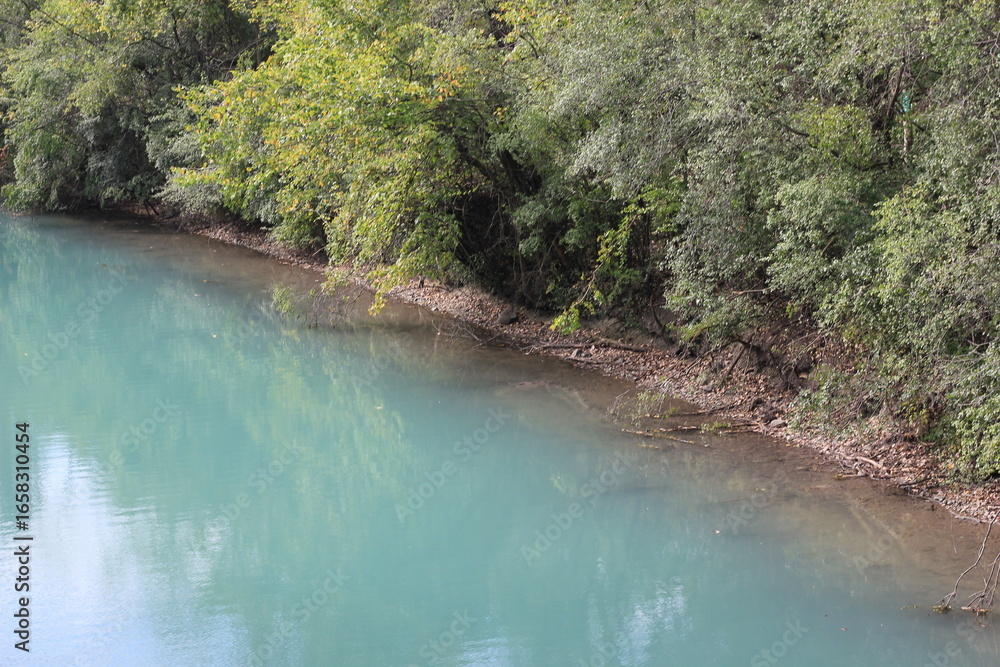 Obraz premium river in the forest