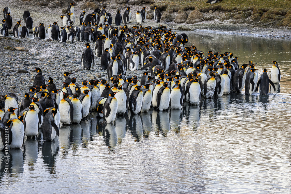 Obraz premium King Penguins at the water's edge at sunrise (Aptenodytes patagonicus), St Andrew's Bay, South Georgia