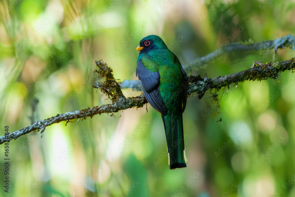 Fototapeta premium Portrait of male the masked trogon (Trogon personatus). Average red-bellied trogon of subtropical forests. Male is iridescent green on breast, head, and back; female is brown. Peru, Manu.