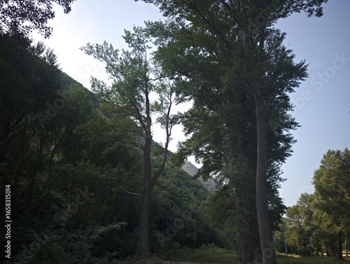 alberi alti e slanciati con folta chioma verde. La luce del sole filtra leggermente tra i rami, mentre sullo sfondo si nota il profilo di una collina o montagna coperta anch’essa da vegetazione