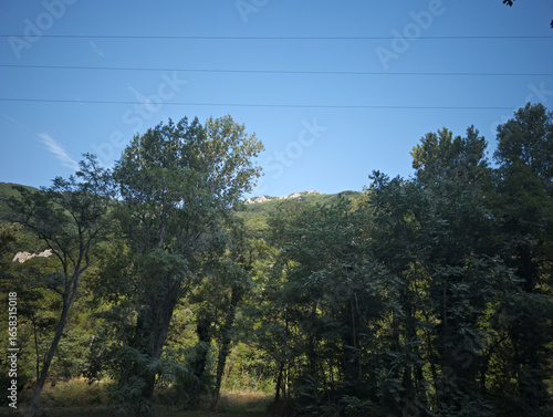 Paesaggio naturale con una fitta vegetazione composta da alberi alti e fronde in primo piano. Sullo sfondo si intravede una collina verdeggiante, mentre il cielo è completamente sereno