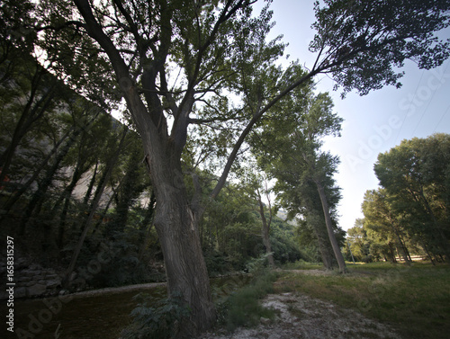 Un gruppo di alberi alti e snelli che si ergono verso il cielo. Le chiome verdi creano una copertura leggera che lascia filtrare la luce del cielo
