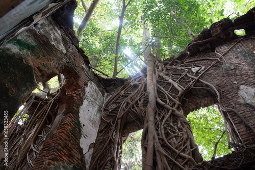 Tableau sur toile massive banyan tree roots engulf the old brick walls of kajlagarh rajbari, aban