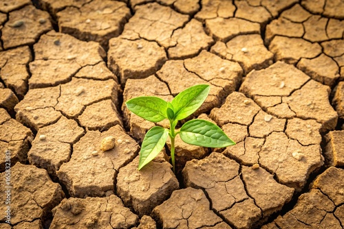 A small green plant bravely growing through the dry cracked earth symbolizing hope resilience and the power of nature against adversity