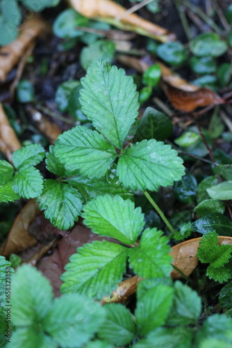 Wallpaper Mural green leaves in the forest Torontodigital.ca