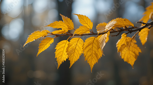 Yellow leafs on branch during autumn/fall in Sweden.