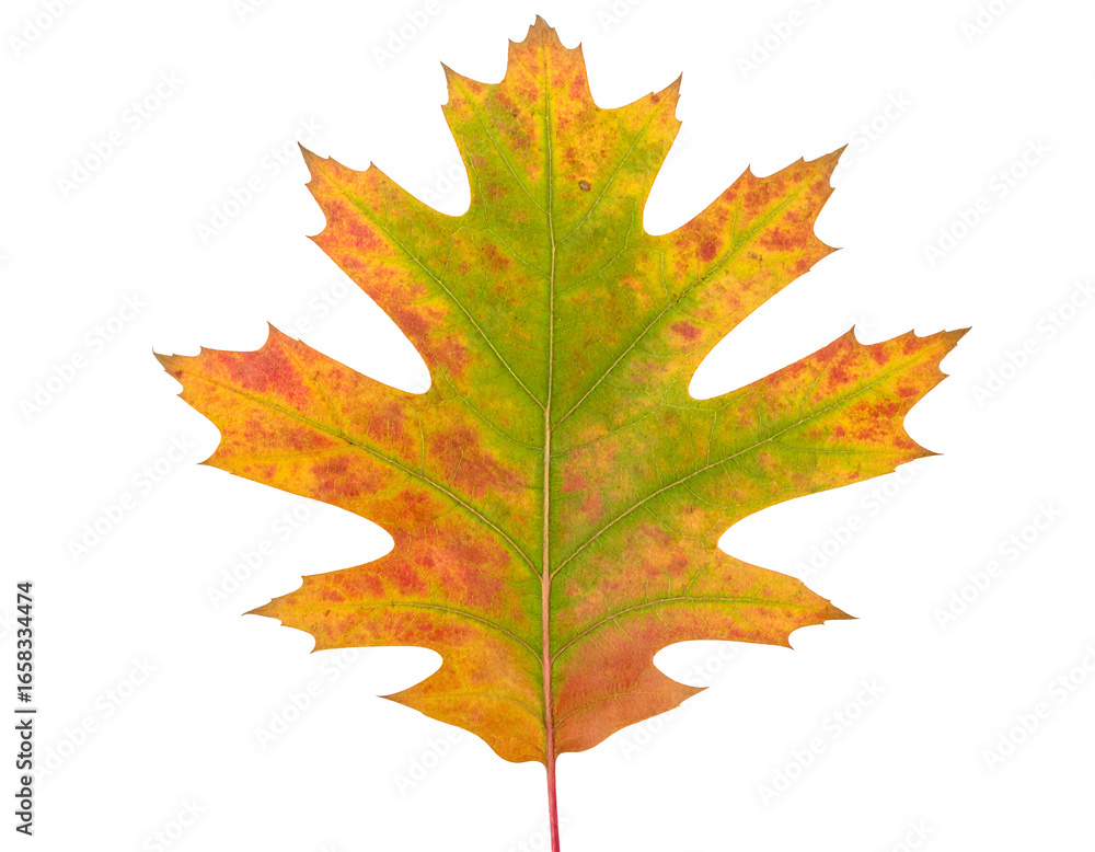 Obraz premium Autumn oak leaf in vibrant orange and green tones isolated on white background for seasonal and decorative designs. Generative AI