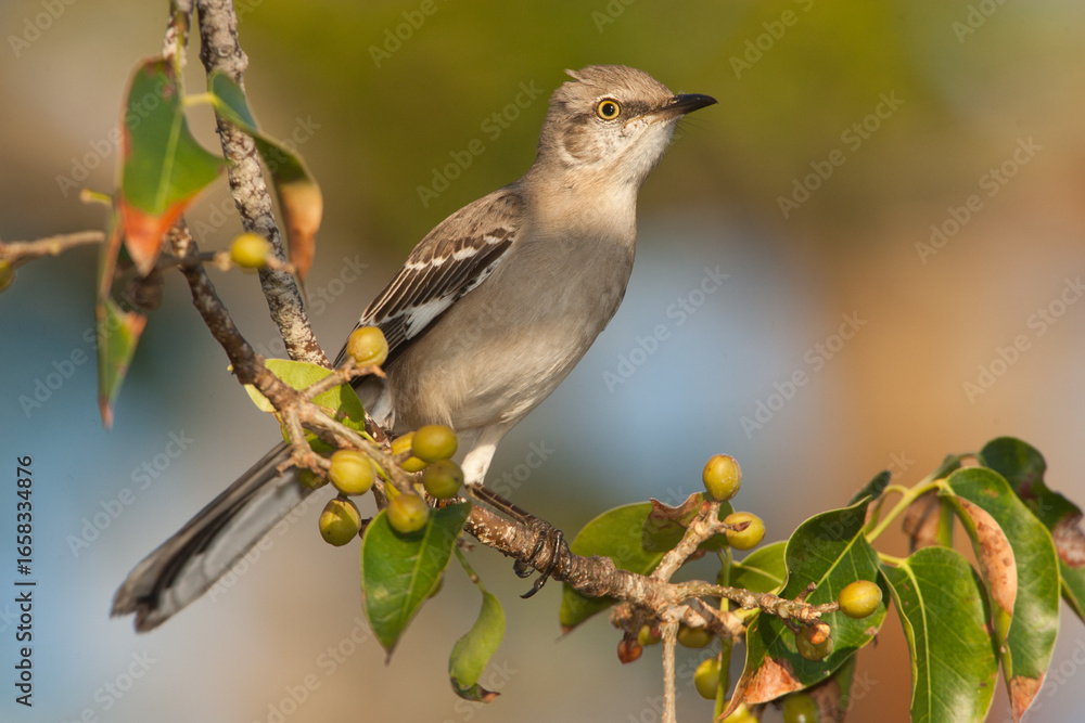 Fototapeta premium Northern Mockingbird taken in SW Florida
