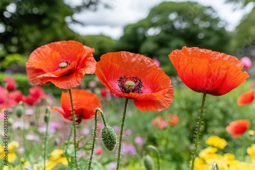 Vibrant Red Poppies Blooming in a Colorful Garden Landscape