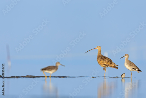 An adult long-billed curlew (Numenius americanus) resting in water.