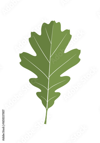 An uncomplicated guide to identifying various oak tree leaves and their characteristics