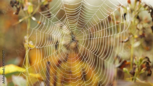 Cobwebs on the grass with dew droplets in autumn vibrate in the wind