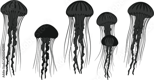 Silhouette of jellyfish underwater marine animals, ocean sea life concept, aquatic wildlife vector illustration, jellyfish tentacles design, nature creature collection isolated