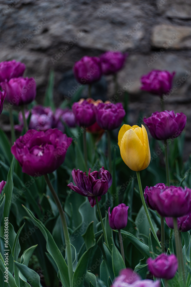 Obraz premium Brightly coloured tulip flowers in the spring garden