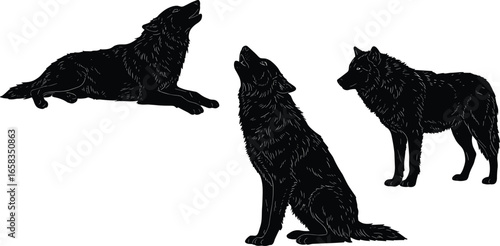 Wolf silhouette set, lying, sitting, standing poses, howling behavior, wild animal vector, forest predator, nature icons, wildlife illustration