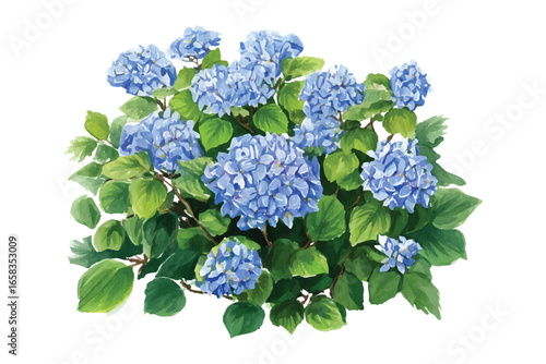 Vector Watercolor Hydrangea Bush Illustration with Blue Flowers and Green Leaves, Isolated Artwork for Floral Designs, Botanical Elements, and Decorative Patterns