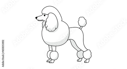 Illustration of a white poodle standing with a fluffy coat and a trimmed tail in a side view pose on transparent background