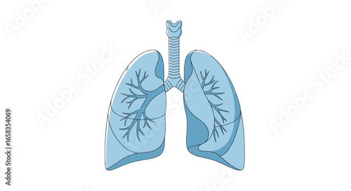 Illustration of human lungs with trachea and bronchi in light blue color on a white background art design on transparent background