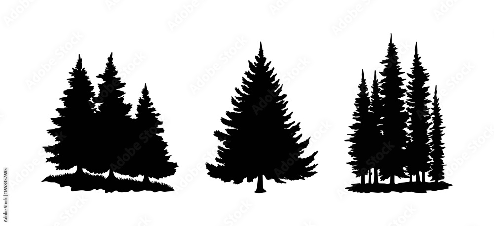 Fototapeta premium Set of Pine Tree and Evergreen Silhouettes