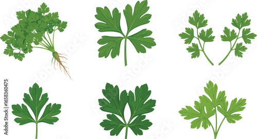 Colorful parsley leaves and roots vector illustration set, ideal for botanical, culinary, gardening, organic, herbal, nature, and cooking design projects.