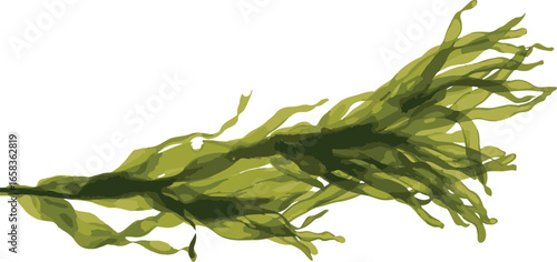 Green Seaweed Branch on Transparent Background for Aquatic Themed Compositions