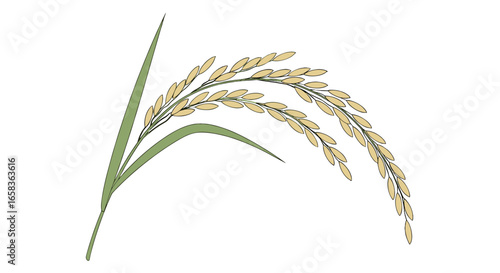 Illustration of two stalks of rice with green leaves and grains against a white background clearly visible on transparent background