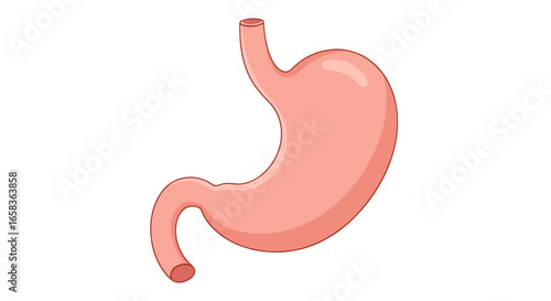 Illustration of a human stomach with visible esophageal and pyloric sphincters in anatomical view for medical use on transparent background