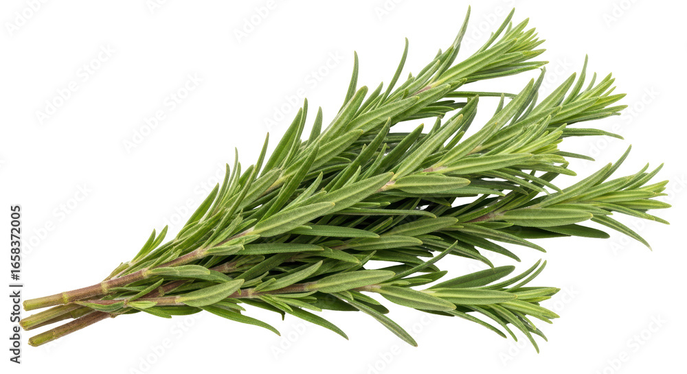 Fototapeta premium Isolated Rosemary
