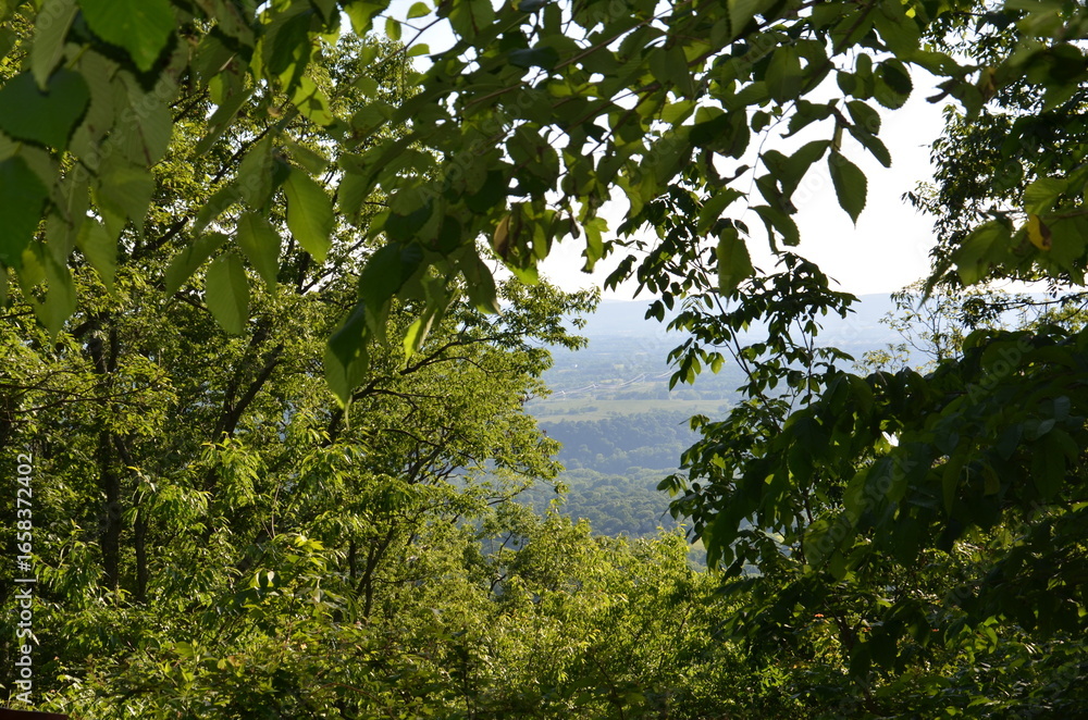 Fototapeta premium Scenic Forest Overlook Framed by Green Tree Leaves