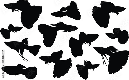 Guppy Fish Silhouette Set. Minimalist Aquatic Animal Vector Illustration