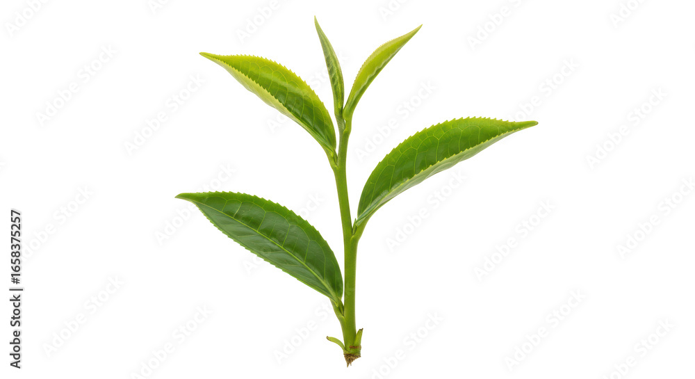 Fototapeta premium Isolated Tea Plant Branch
