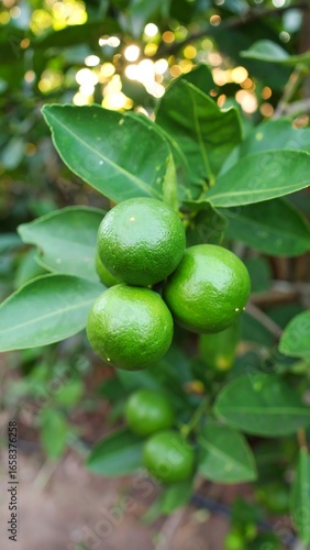 Wallpaper Mural Fresh limes on a tree Torontodigital.ca