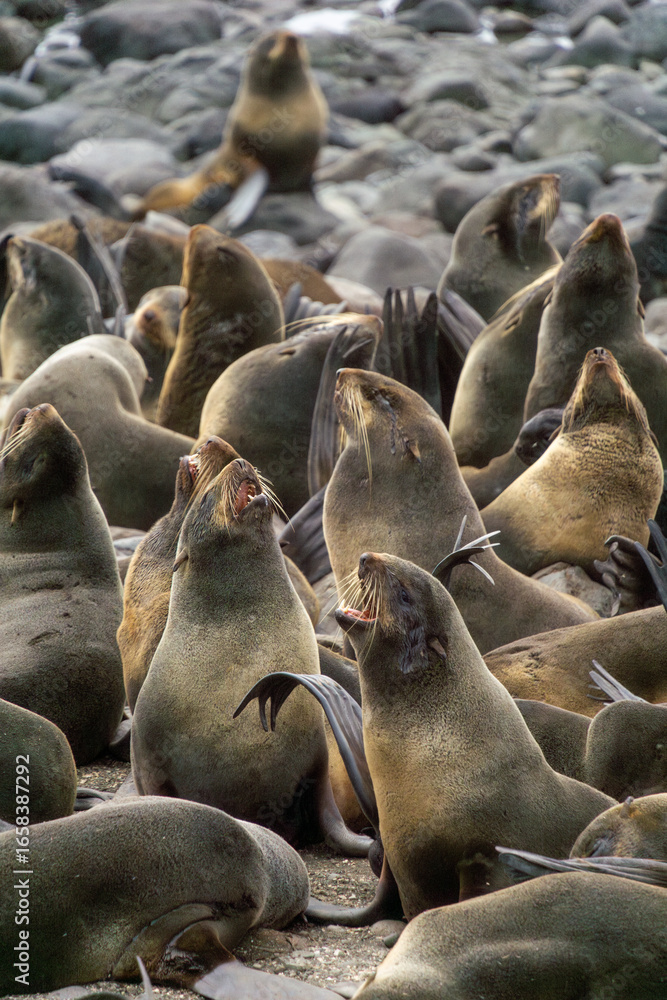 Fototapeta premium Group of navy seals resting on rocky shore, displaying various poses and interactions, showcasing their natural habitat and social behavior in a coastal environment