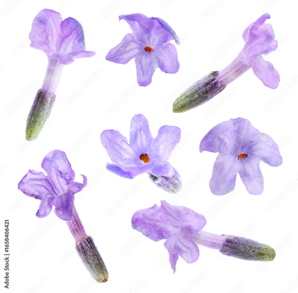 Fototapeta premium Lavender flower florets isolated on white, set