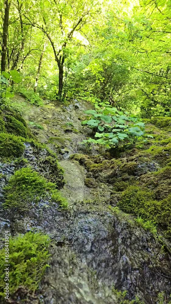 Beautiful slow motion video of the water stream flowing from the Sipote Waterfall into the forest through the moss rocks. Trascau Mountains, Alba, Romania Beautiful slow motion video of the water stream flowing from the Sipote Waterfall into the forest through the moss rocks. Trascau Mountains, Alba, Romania