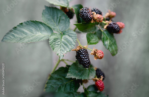 Wallpaper Mural ripe and not so ripe blackberries on a bush Torontodigital.ca