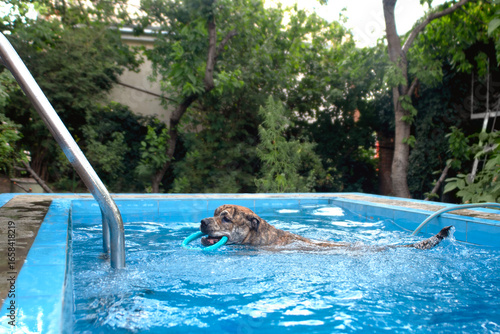 Wallpaper Mural Ca de Bou dog swims in a pool with a puller Torontodigital.ca
