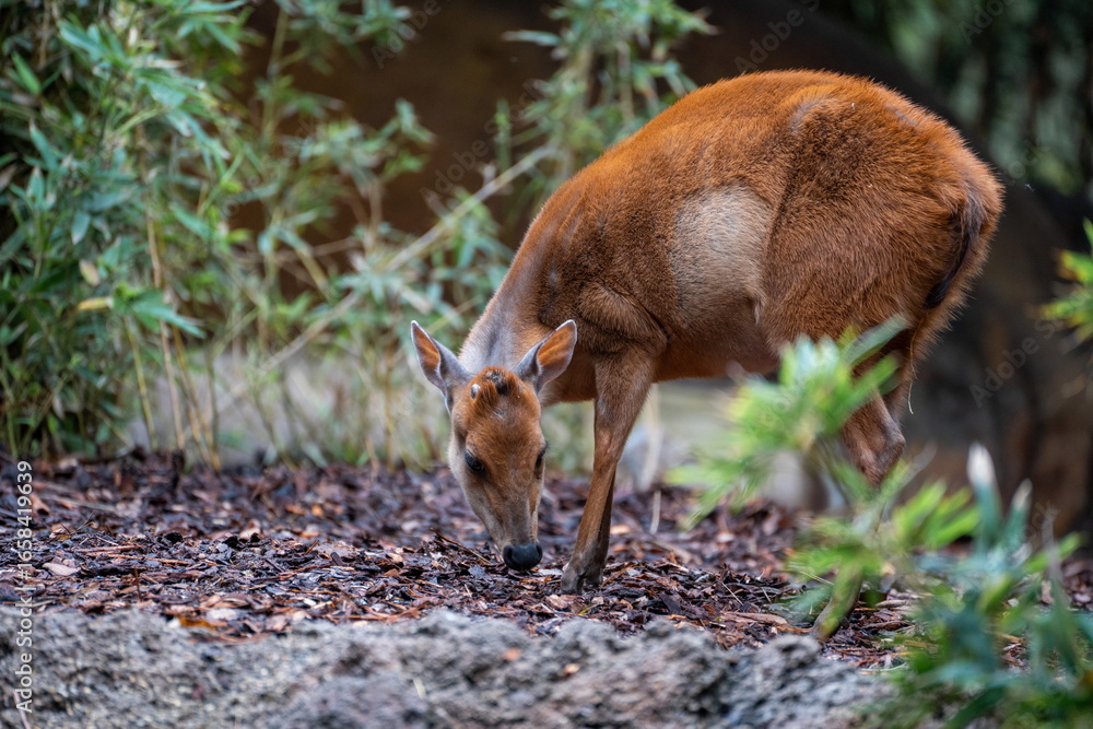 Fototapeta premium deer in the woods